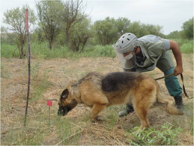 ANAMA Mine Detection Dog has won the award of 2020 for the landmines and human life-saving