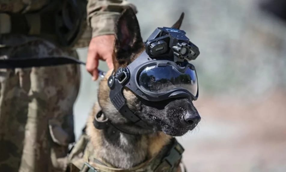 Turkish Army Develops a Remote Command System for Military Dogs